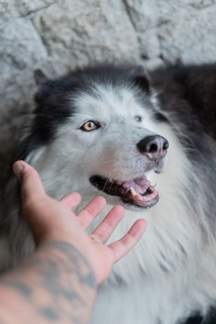 Photo by Wolf  Art on Pexels