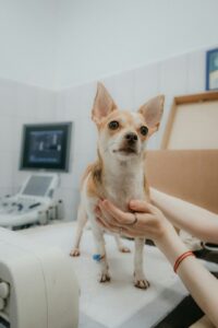 Photo by Anya Prygunova on Unsplash