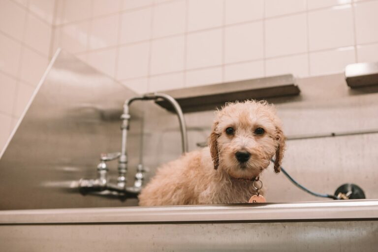 A technician places a wrapped pet into a stainless steel aquamation chamber.