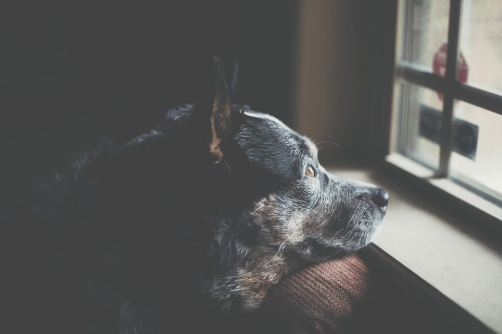 Photo by Gerard Richard on Unsplash